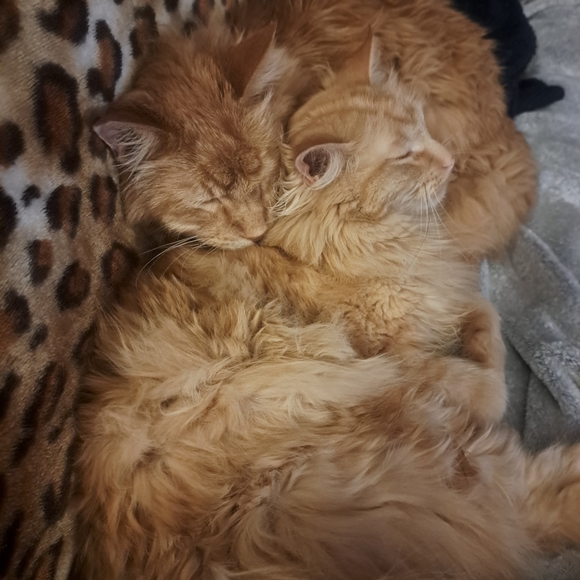 COPY - I am a pet friendly home - Picture 7 of 7